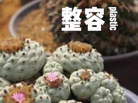 我被坑了吗?好像没有!#乌羽玉#植物日记#成长小秘密 #沙生植物#鱼少说