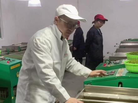 用小型理条机解说安吉白茶工艺流程#安吉白茶 #新茶上市 #爱喝茶的关注我 #炒茶