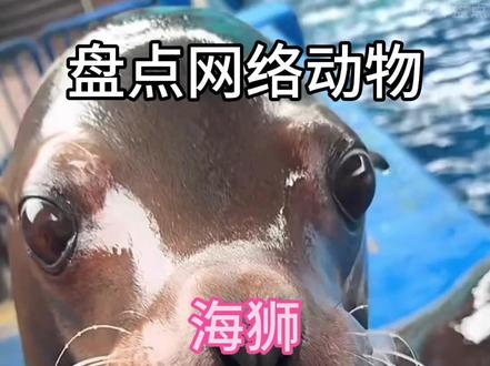 不敢想人类在海狮面前做的那些什么傻福动作#海狮 #微胖 #甜妹 #人类一败涂地