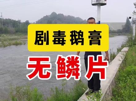 最毒蘑菇——剧毒鹅膏菌,无鳞片