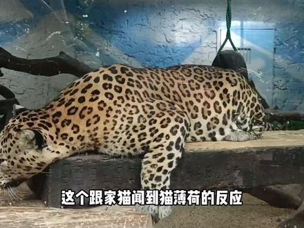 金钱豹+猫薄荷会产生什么样的化学反应呢?#长隆 #狮子 #动物园 #神奇动物在抖音 #花豹 #金钱豹