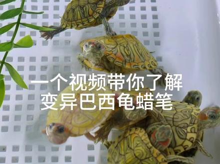 变异巴西龟系列之蜡笔介绍#变异巴西龟#变异巴西龟蜡笔