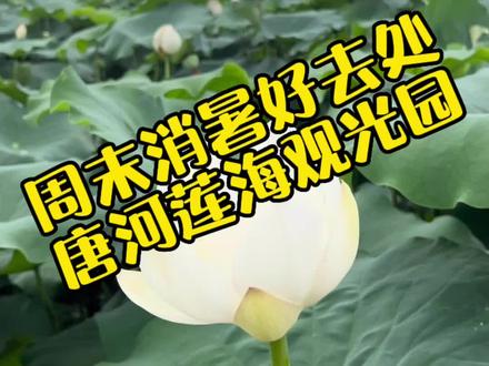 在南阳也能看到“万亩莲花”?难怪陶渊明能写出爱莲说这样的诗词!看到这样的场景二哥也忍不住诗兴大发呀!啊~........#户外 #谢老二 #南阳周边游 #荷塘美景 #我的乡村生活