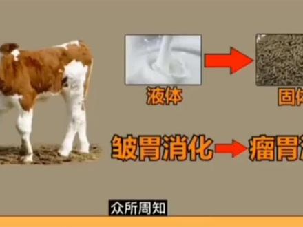 牛四个胃的作用#养殖 #牛 #羊