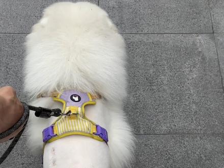 虽然狗狗不靠皮肤散热,但是长毛犬把毛剃短之后 趴在地板上会很凉快,风扇吹到身体上也能感觉到凉快。现在才4月份给它开空调不太现实😅毕竟人会受不了,不开空调它又热的整夜睡不着#萌宠小狗 #萨摩耶萨摩耶萨摩耶 #宠物的毛发护理 #实心小胖狗有多可爱 #宠物萨摩耶