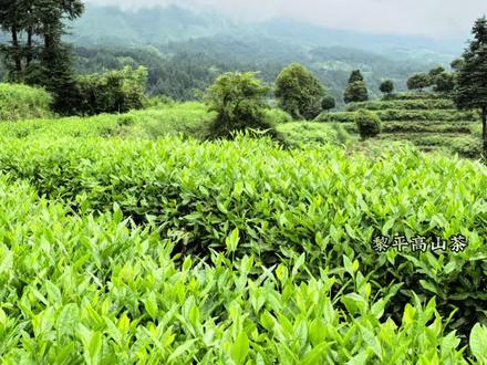 修去多余枝,养好秋茶根基 #茶园管理#黎平高山茶#茶人创业 #生态好茶 #新农人