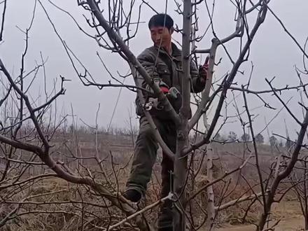 红香酥梨树修剪手法#果树修剪 #农业种植 #李老师专业修剪