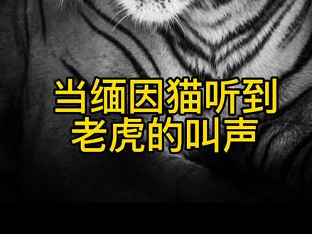 当猫咪听到老虎的叫声#缅因猫 #宠物猫 #萌宠 #猫