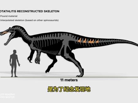 【高清 物种科普】目前全球已知所有棘龙的种类分析 国语配音 棘龙科(Spinosauridae)是一类多样化的大型兽脚亚目恐龙,它们最为显著的特点是在形态上高度适应以鱼类为主的饮食习惯。尽管并非绝对,但棘龙超科动物通常被划分为两个亚科,即棘龙亚科(Spinosaurinae)和重爪龙亚科(Baryonychinae) 。棘龙亚科的特征在于其颌部有着笔直且呈圆锥形的牙齿,这些牙齿在颌骨中分布较为稀疏。它们一般体型较大,背帆也更高。重爪龙亚科的特征则是拥有大量略微弯曲的牙齿,其体型通常较小,并且在水生适应性方面相对较弱。在本视频中,我将介绍所有已被描述的棘龙超科动物,包括可能的同物异名和疑名,并依据它们预估的体型大小,由小至大进行排序......