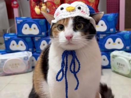 从街头小流浪到喵界顶流,大开门也太争气了#德佑大开门联名湿厕纸 #萝卜纸巾猫代言德佑