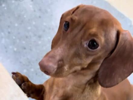 狗界十二少,见鬼了天天都有人跟踪#腊肠狗 #coco #狗狗故事