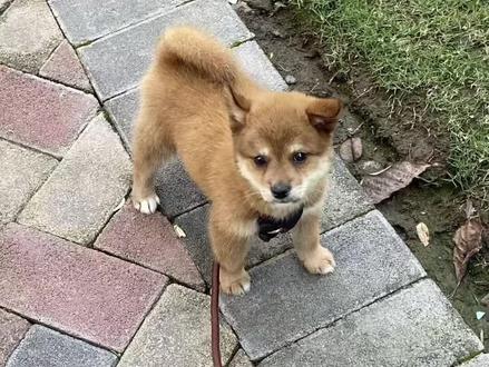 大家别被豆眉的小狗迷惑了,这只是染色的小狗,千万别上当了#柴犬 #豆柴#柴犬鉴定