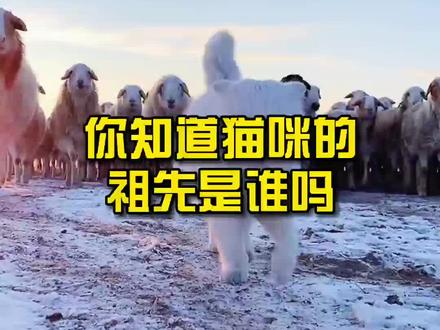 你知道猫咪的祖先是谁吗?#猫知识 #猫咪 #猫 #喵星人 #猫祖宗 #科普知识