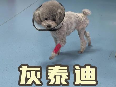 泰迪犬股骨头凸出+双侧髌骨内脱~ #股骨头脱出 #泰迪 #髌骨内脱 #宠物医生