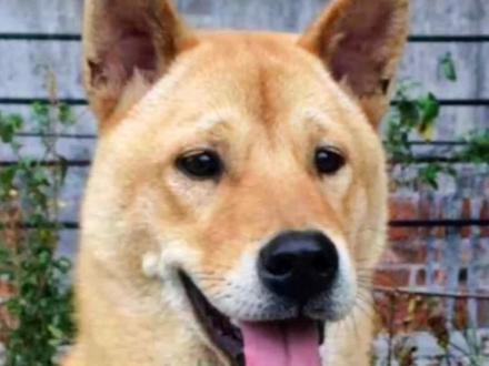 @土狗联盟(大叔说养狗)
细小病毒怎么防?试试这五招
#萌宠 #毛孩子 #狗狗 #宠物知识