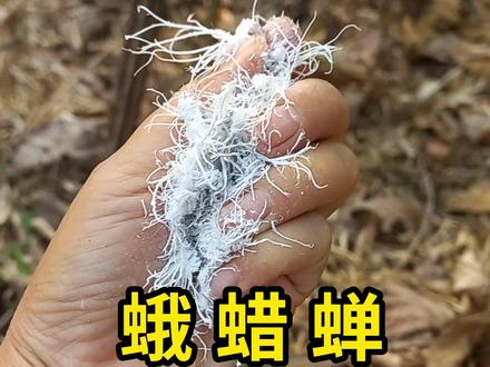 蛾蜡蝉,若虫可以作为一种美食来吃! #蛾蜡蝉 #科普 #涨知识