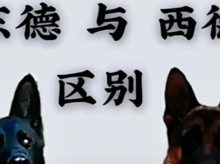 学习东德和西德牧羊犬的区别#人不善于学习就跟废物一样…………