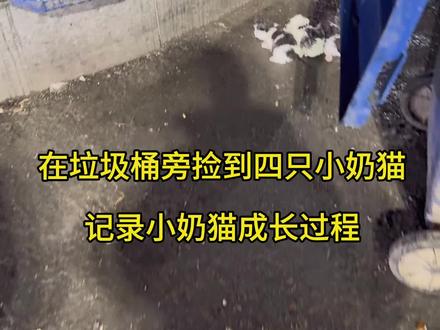 记录小奶猫成长过程,故事有点长,请耐心观看。#萌宠 #流浪动物救助 #四只小奶猫 #小奶猫的成长日记