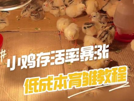 让小鸡存活率超过百分之95的育雏教程 ,你要不要看看?#孵化 #小鸡 #宇哥珍禽联盟 #宠物鸡 #观赏鸡