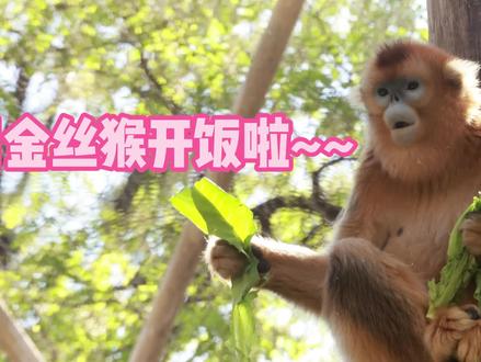 金丝猴吃点啥呢~ #野生动物园零距离 #北京动物园 #动物园实拍视频 #金丝猴 #川金丝猴