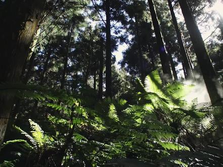#史前巨兽 #聆听大自然 小盗龙,化石出土于辽宁省