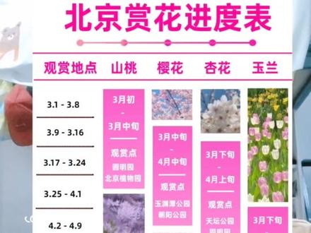 北京玉渊潭!三月底最想和谁一起看樱花?#玉渊潭公园#北京玉渊潭#北京玉渊潭公园赏樱花#玉渊潭攻略#北京旅游攻略