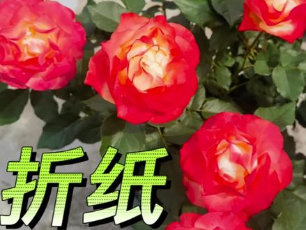 #折纸月季 第一波春花。目前挺喜欢的一个品种。#最美月季花