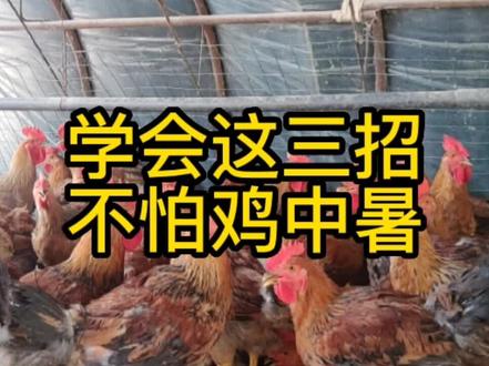 学会这三招,不怕鸡中暑!#科学养鸡 #脱温鸡苗 #养鸡人 #养鸡场 #大红公鸡 #三农 #土鸡苗 #抖音养鸡人 #肉鸡养殖 #生态散养土鸡 #创业养鸡