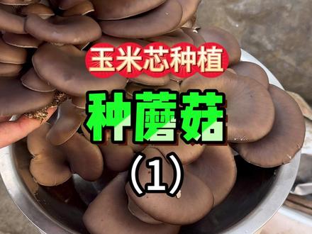 去年11月份,第一次在河南的冬天用玉米芯种蘑菇,没想到真的种出了新年的第一茬蘑菇#种蘑菇 #种植的乐趣 #种植小技巧 #强迫症治愈系 #女生解馋小零食