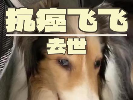这只苏牧叫飞飞,13岁了,3年前罹患鳞状上皮细胞癌,期间历经了数次心衰、休克、大出血,站立困难,出行只能靠推车,已经在鬼门关走过4次了,在主人的全力配合和我们的治疗下,每次手术后都能生龙活虎一段时间,但癌症的可怕就在于治疗的痛苦大于病痛本身,这次它已经无法再接受手术了,只能给它安乐,希望它在汪星可以快乐#萌宠出道计划 #狗狗 #抖in萌宠计划 #宠物