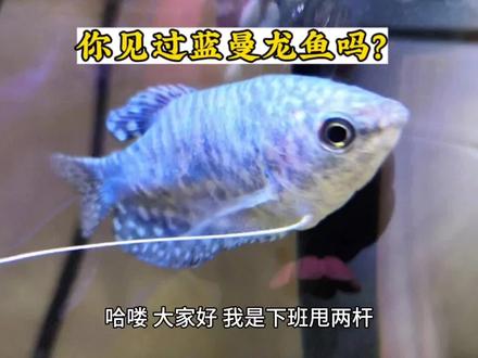 你见过蓝曼龙鱼吗?#蓝曼龙鱼 #游钓江湖