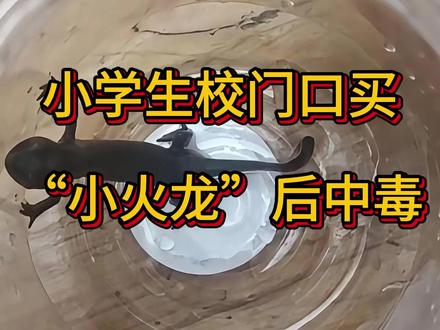 小学生校门口买“小火龙”后中毒,陕西西安某校门口 #小火龙 #陕西西安 #小火龙鱼 #东方蝾螈 #新奇宠物
