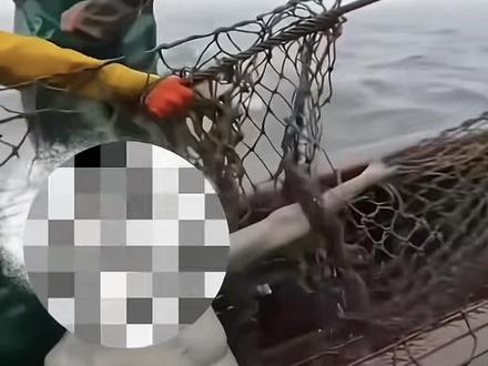 这种鱼能吃吗?#科普#科普一下