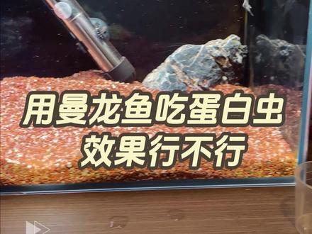 曼龙鱼吃蛋白虫弊大于利 #雷龙鱼蛋白虫 #蛋白虫处理方法 #鱼缸蛋白虫