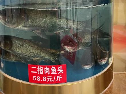 吃鱼咯!!!!江舟渔舫