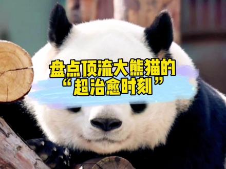 盘点顶流熊猫的超治愈时刻,每一只熊都太爱了! #大熊猫萌兰 #大熊猫飞云 #大熊猫花花