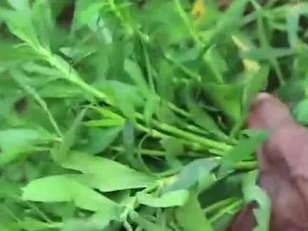 日本人在我国留下新植物武器,战斗力堪比枪弹,害人草已成噩梦 #植物入侵 #水花生 #水葫芦