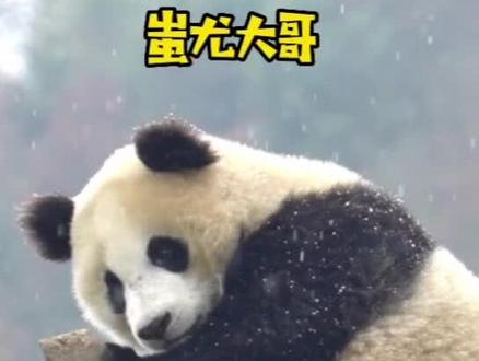 #国宝 #大熊猫 :蚩尤大哥,你什么时候才来接我啊?#国宝不愧是国宝 #汶汶川川和它的小伙伴们