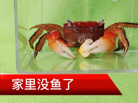家里没鱼了,第一次给螃蟹喂玉米,自称水中贵族抖音网红萌宠吃吗
