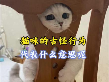 猫咪的几个古怪行为都代表什么意思#猫咪 #萌宠 #宠物 #猫咪的迷惑行为 #萌宠出道计划