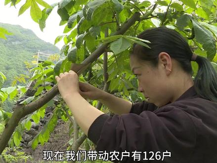 傅家堰乡:深耕五倍子产业 助农增收致富#五峰 #乡村振兴 #宜昌