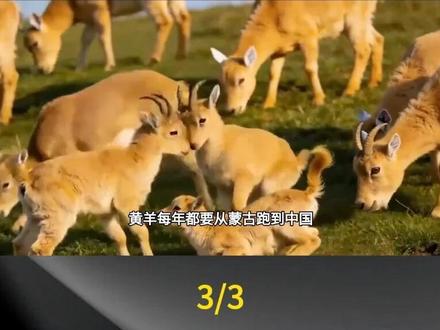 上万只黄羊连夜偷渡中国,不是调皮捣蛋,是蒙古草原的冬天实在难熬!