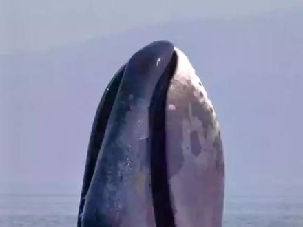 海洋中最长寿的哺乳动物—弓头鲸#海洋知识讲解 #神奇动物在抖音 #最长寿动物 #弓头鲸 #格陵兰鲸