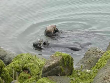 级可爱!看海獭如何用工具大啖蚌壳!
