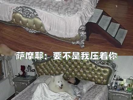 我真的笑不行了 #狗 #搞笑 #抽象 #万万没想到 #萌宠