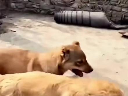 分享一段2分钟的古早直播片段(画面有点糊我没辙了清晰度拉满了画质也修复了我已尽力),时间大概在2025年3月中旬#骏良 #直播录屏分享 #门头沟 @DOU+小助手