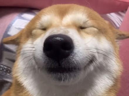 柴犬认错三件套: 飞机耳➕眯眯眼➕撇嘴乐!#柴犬 #飞机耳 #戏精#我要上热门