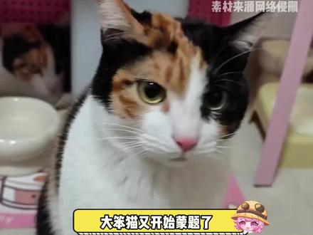 大开门:我有的是力气和手段#搞笑 #猫咪的迷惑行为 #聪明猫测试 #脑洞大开