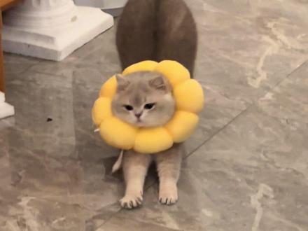 今天胖有乖乖迎接妈 嘿嘿#小猫日记