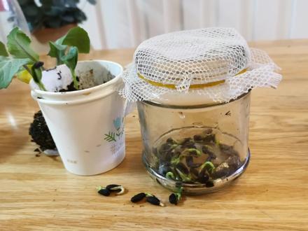 废旧玻璃瓶变催芽神器,阳台种菜必备工具